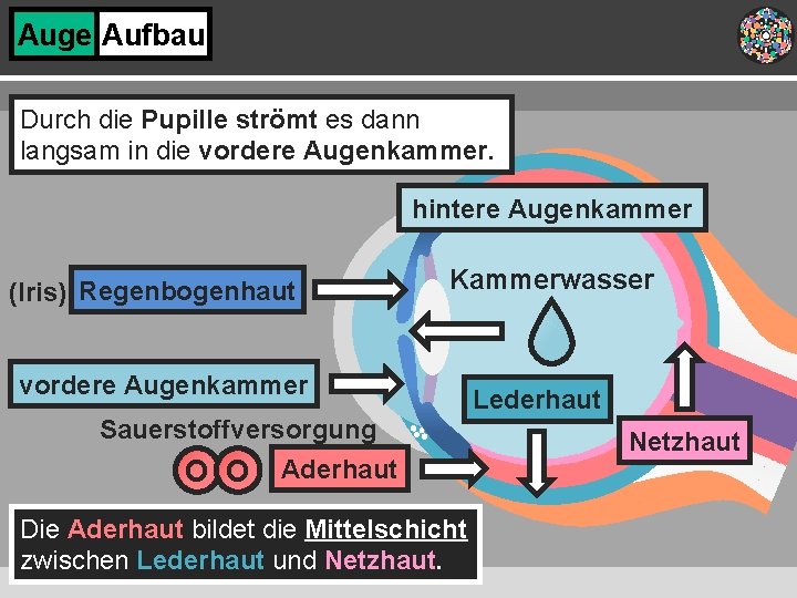 Auge Aufbau Durch die Pupille strömt es dann langsam in die vordere Augenkammer. hintere