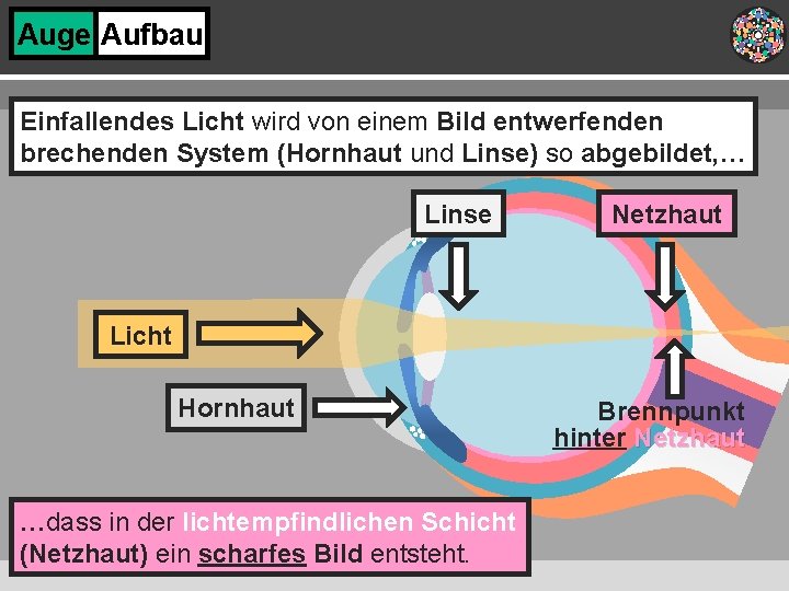 Auge Aufbau Einfallendes Licht wird von einem Bild entwerfenden brechenden System (Hornhaut und Linse)