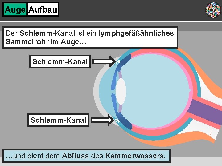 Auge Aufbau Der Schlemm-Kanal ist ein lymphgefäßähnliches Sammelrohr im Auge… Schlemm-Kanal …und dient dem