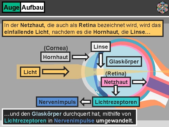 Auge Aufbau In der Netzhaut, die auch als Retina bezeichnet wird, wird das einfallende