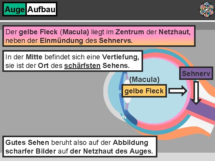 Auge Aufbau Der gelbe Fleck (Macula) liegt im Zentrum der Netzhaut, neben der Einmündung