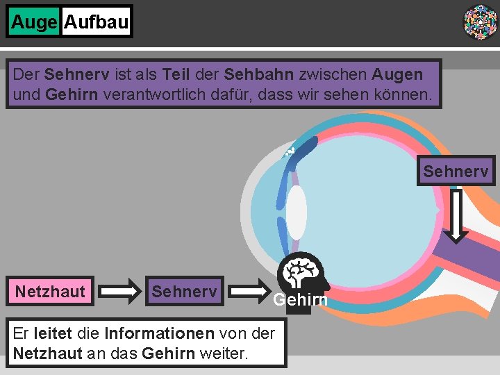 Auge Aufbau Der Sehnerv ist als Teil der Sehbahn zwischen Augen und Gehirn verantwortlich