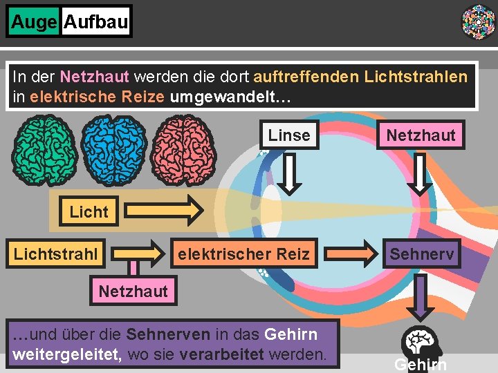 Auge Aufbau In der Netzhaut werden die dort auftreffenden Lichtstrahlen in elektrische Reize umgewandelt…