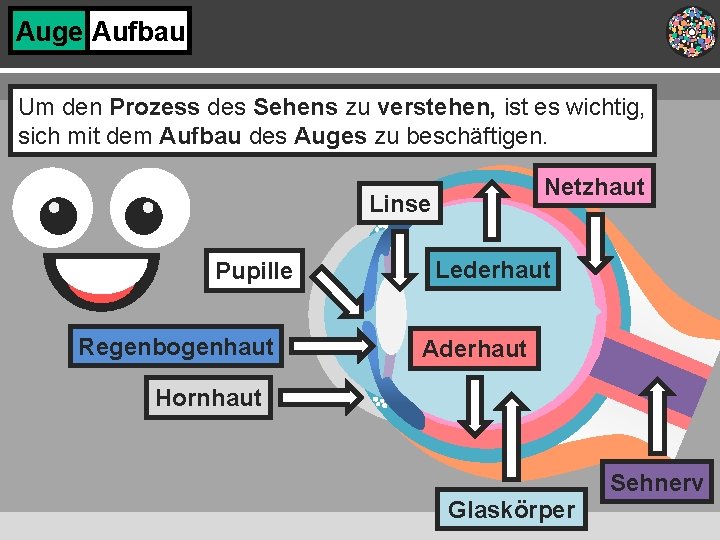 Auge Aufbau Um den Prozess des Sehens zu verstehen, ist es wichtig, sich mit