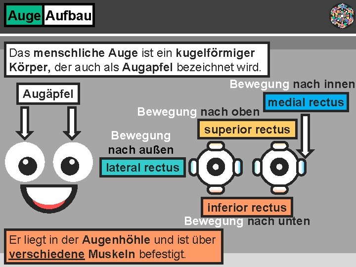 Auge Aufbau Das menschliche Auge ist ein kugelförmiger Körper, der auch als Augapfel bezeichnet