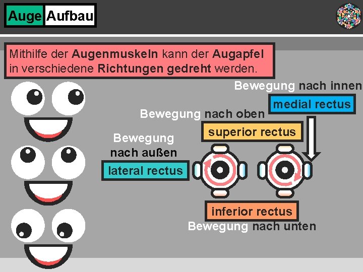 Auge Aufbau Mithilfe der Augenmuskeln kann der Augapfel in verschiedene Richtungen gedreht werden. Bewegung