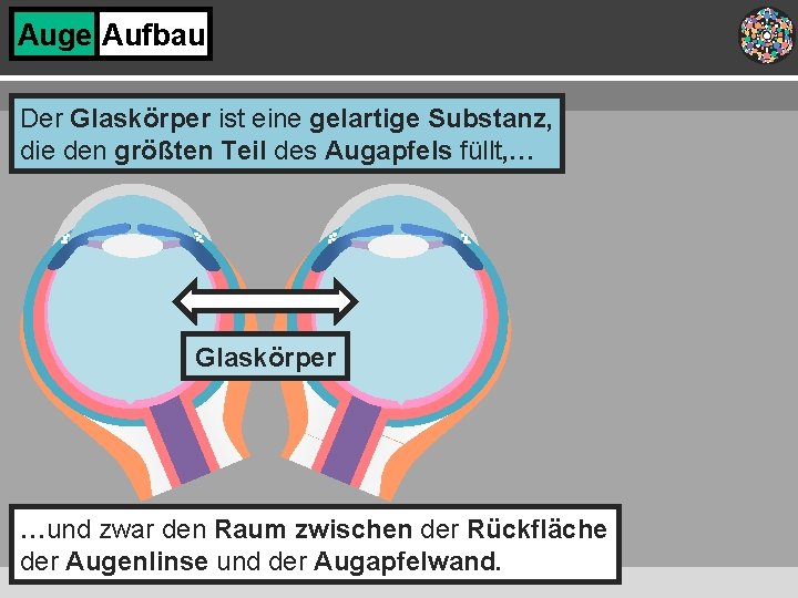 Auge Aufbau Der Glaskörper ist eine gelartige Substanz, die den größten Teil des Augapfels