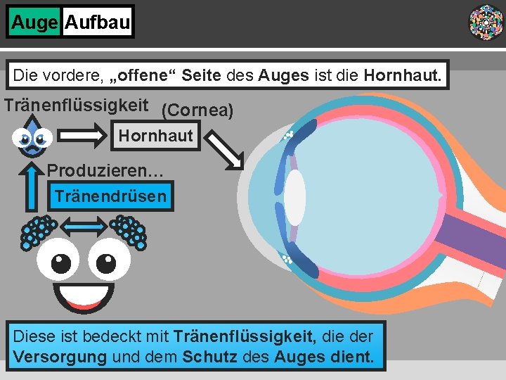 Auge Aufbau Die vordere, „offene“ Seite des Auges ist die Hornhaut. Tränenflüssigkeit (Cornea) Hornhaut