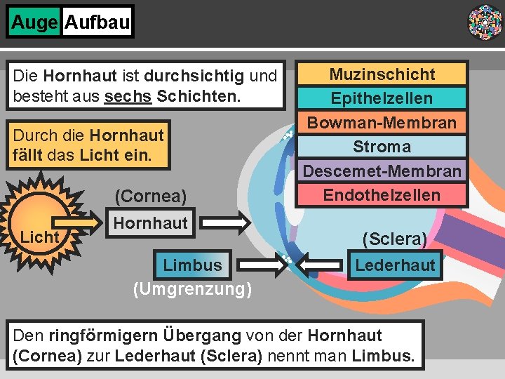 Auge Aufbau Die Hornhaut ist durchsichtig und besteht aus sechs Schichten. Durch die Hornhaut