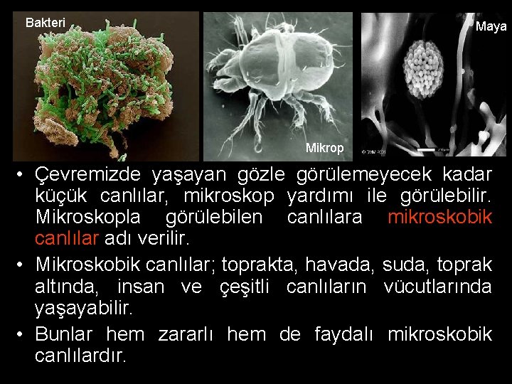 Bakteri Maya Mikrop • Çevremizde yaşayan gözle görülemeyecek kadar küçük canlılar, mikroskop yardımı ile