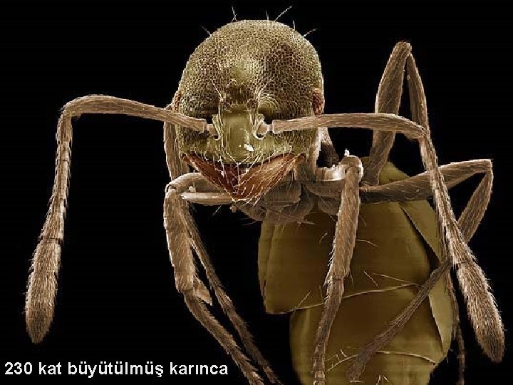230 kat büyütülmüş karınca 