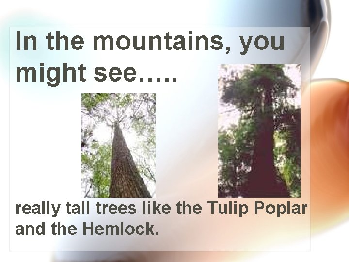 In the mountains, you might see…. . really tall trees like the Tulip Poplar