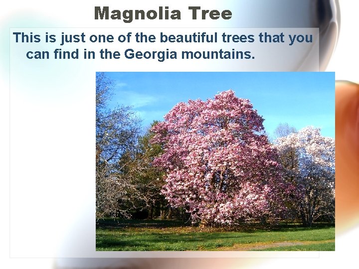 Magnolia Tree This is just one of the beautiful trees that you can find