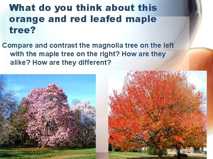 What do you think about this orange and red leafed maple tree? Compare and