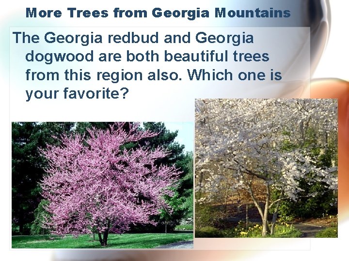 More Trees from Georgia Mountains The Georgia redbud and Georgia dogwood are both beautiful