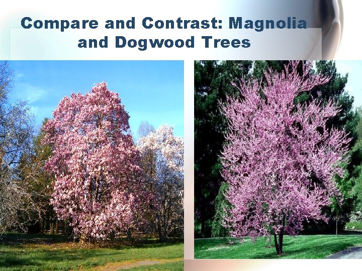 Compare and Contrast: Magnolia and Dogwood Trees 