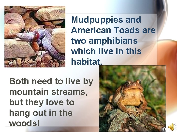 Mudpuppies and American Toads are two amphibians which live in this habitat. Both need