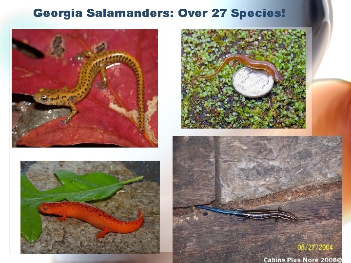 Georgia Salamanders: Over 27 Species! 