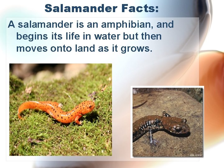 Salamander Facts: A salamander is an amphibian, and begins its life in water but