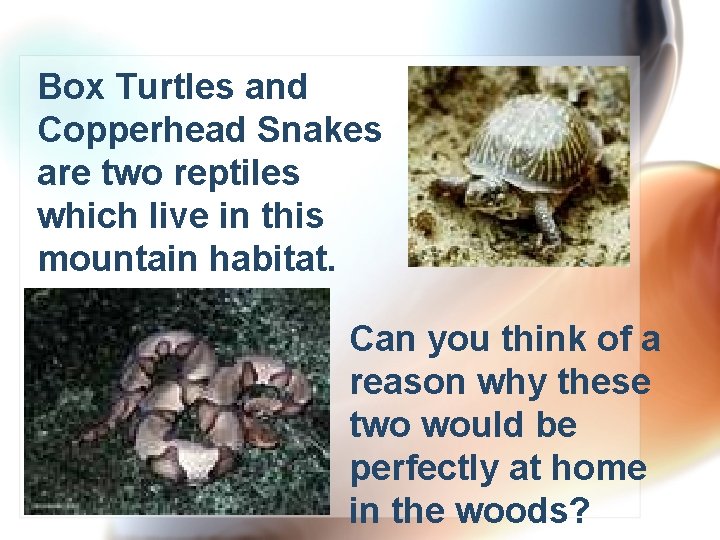 Box Turtles and Copperhead Snakes are two reptiles which live in this mountain habitat.