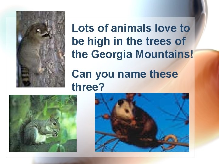 Lots of animals love to be high in the trees of the Georgia Mountains!