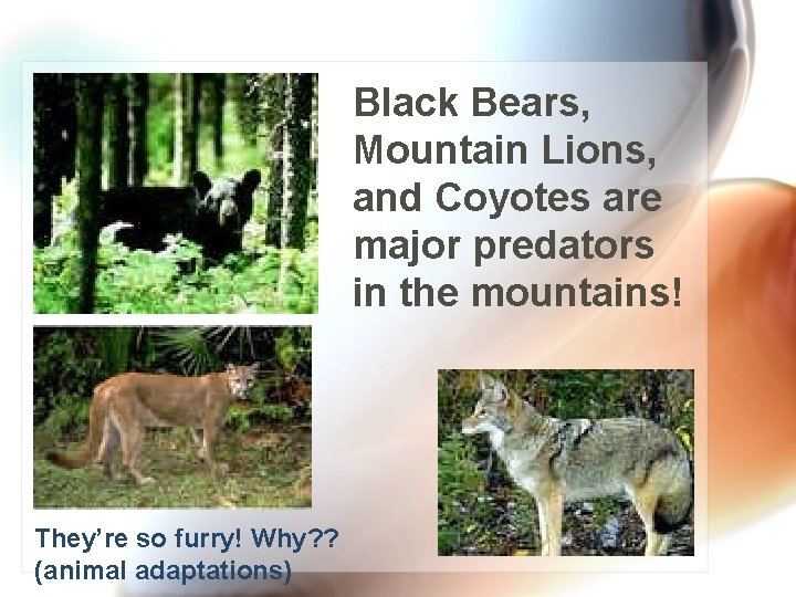 Black Bears, Mountain Lions, and Coyotes are major predators in the mountains! They’re so