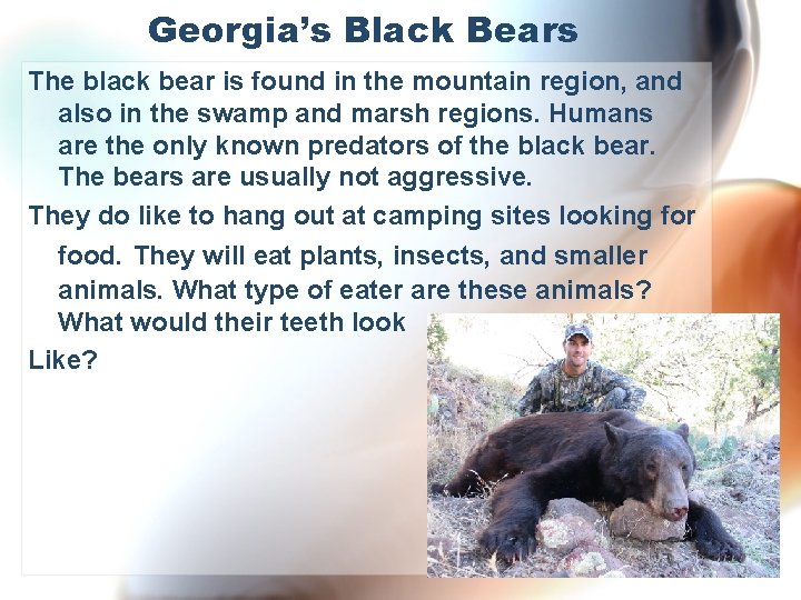 Georgia’s Black Bears The black bear is found in the mountain region, and also