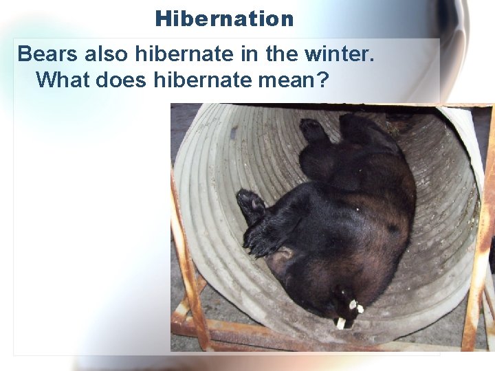 Hibernation Bears also hibernate in the winter. What does hibernate mean? 