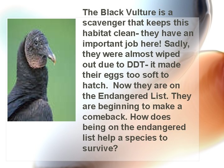 The Black Vulture is a scavenger that keeps this habitat clean- they have an