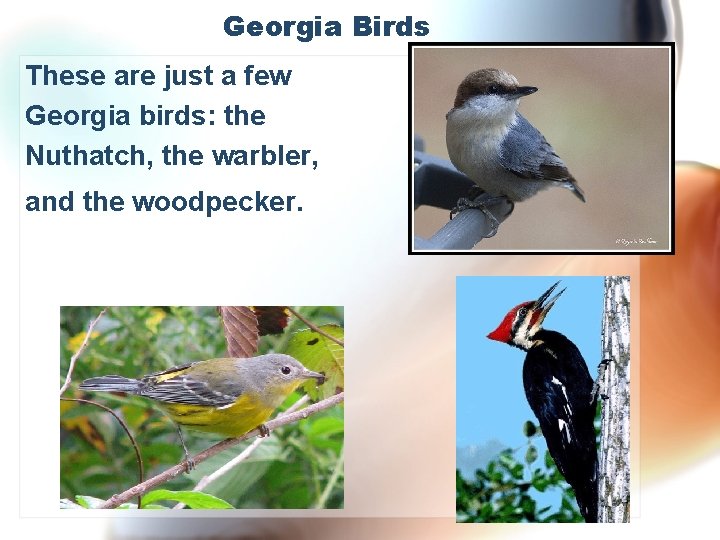 Georgia Birds These are just a few Georgia birds: the Nuthatch, the warbler, and