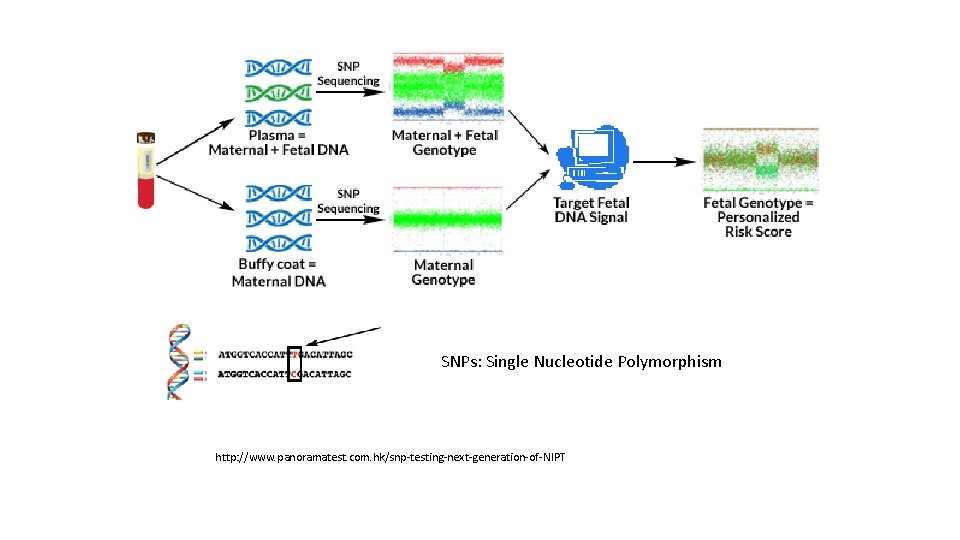 SNPs: Single Nucleotide Polymorphism http: //www. panoramatest. com. hk/snp-testing-next-generation-of-NIPT 