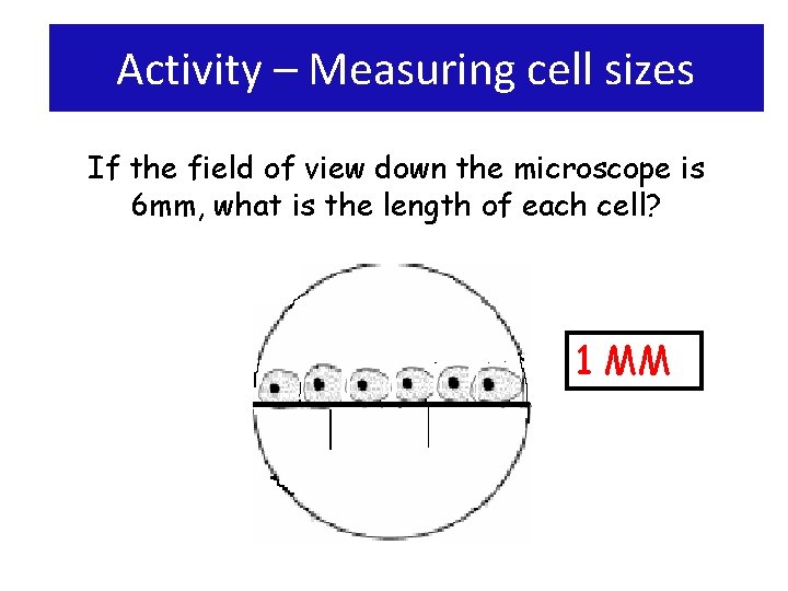 Activity – Measuring cell sizes If the field of view down the microscope is