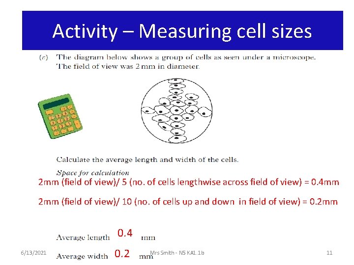 Activity – Measuring cell sizes 2 mm (field of view)/ 5 (no. of cells