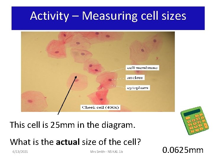 Activity – Measuring cell sizes This cell is 25 mm in the diagram. What