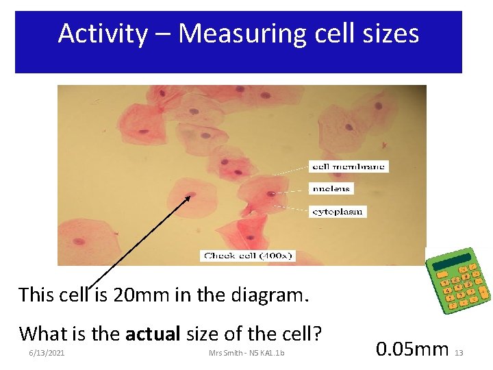 Activity – Measuring cell sizes This cell is 20 mm in the diagram. What