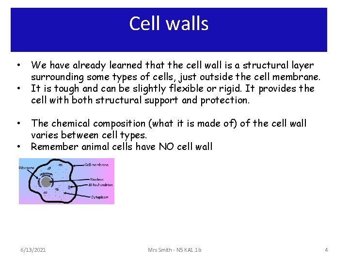 Cell walls • • We have already learned that the cell wall is a