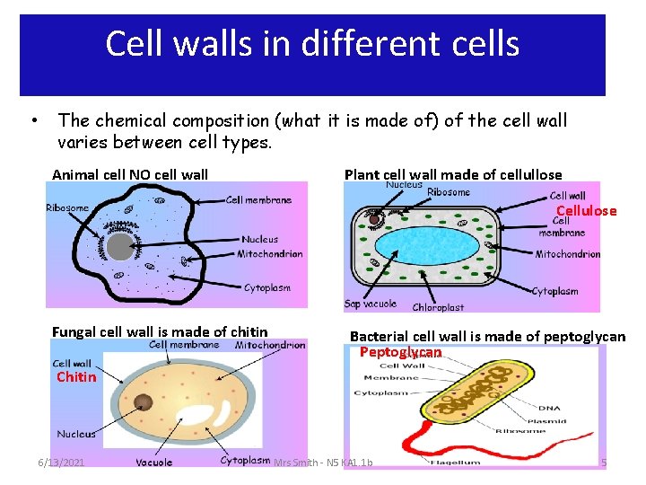 Cell walls in different cells • The chemical composition (what it is made of)