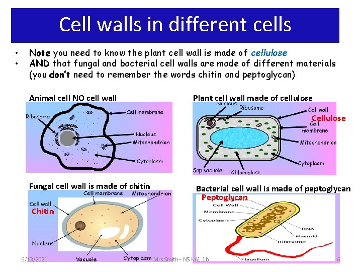 Cell walls in different cells • • Note you need to know the plant