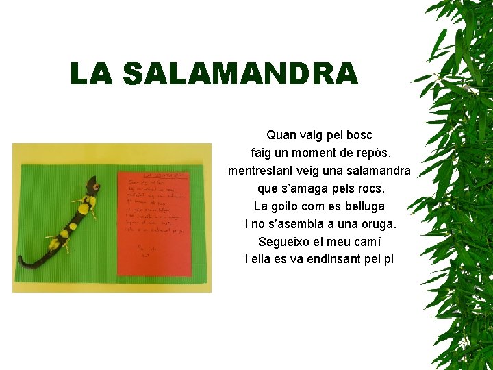 LA SALAMANDRA Quan vaig pel bosc faig un moment de repòs, mentrestant veig una