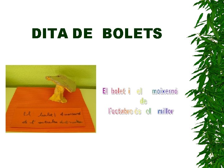 DITA DE BOLETS 