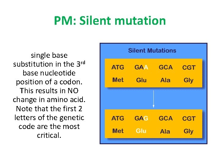 PM: Silent mutation single base substitution in the 3 rd base nucleotide position of