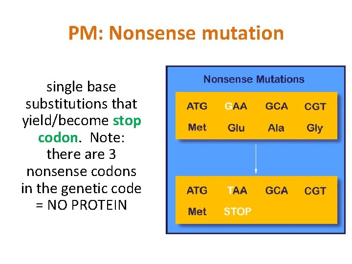 PM: Nonsense mutation single base substitutions that yield/become stop codon. Note: there are 3