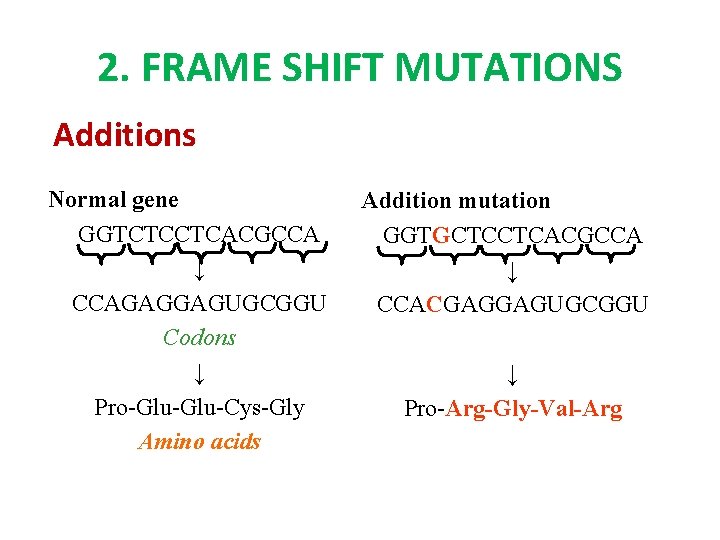 2. FRAME SHIFT MUTATIONS Additions Normal gene GGTCTCCTCACGCCA ↓ CCAGAGGAGUGCGGU Codons ↓ Pro-Glu-Cys-Gly Amino