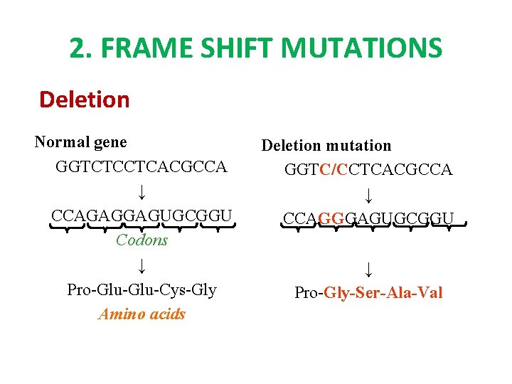 2. FRAME SHIFT MUTATIONS Deletion Normal gene GGTCTCCTCACGCCA ↓ CCAGAGGAGUGCGGU Codons ↓ Pro-Glu-Cys-Gly Amino