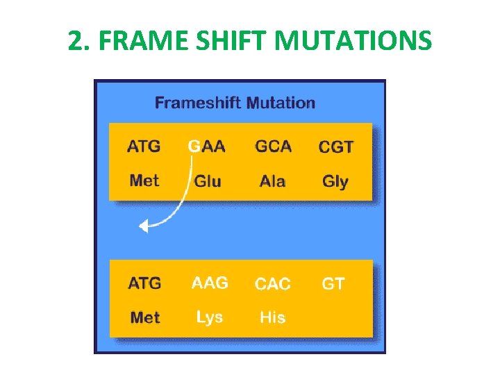 2. FRAME SHIFT MUTATIONS 