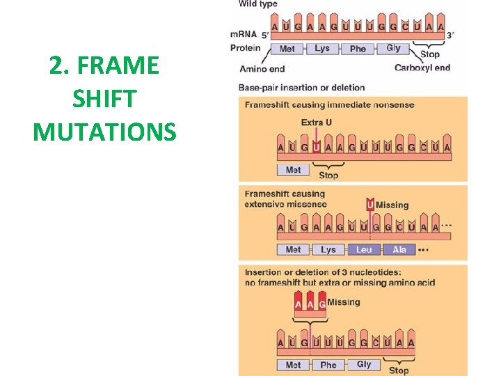 2. FRAME SHIFT MUTATIONS 