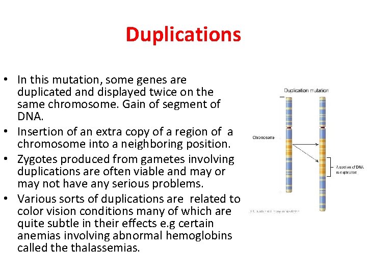 Duplications • In this mutation, some genes are duplicated and displayed twice on the