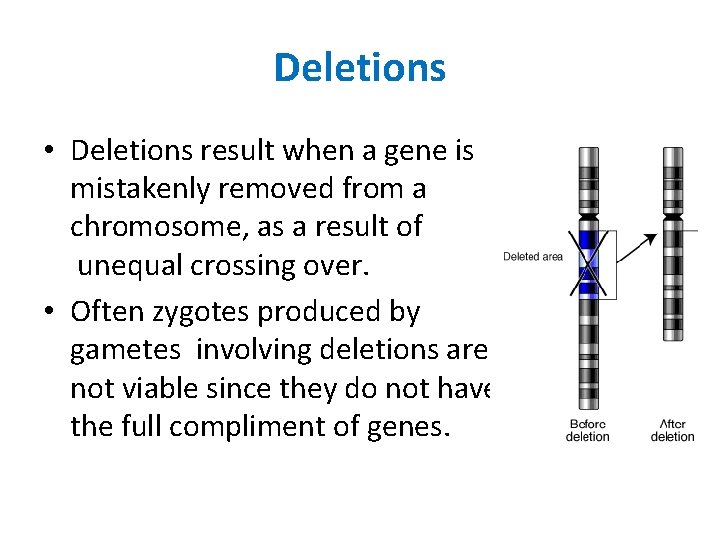 Deletions • Deletions result when a gene is mistakenly removed from a chromosome, as