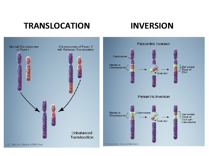 TRANSLOCATION INVERSION 