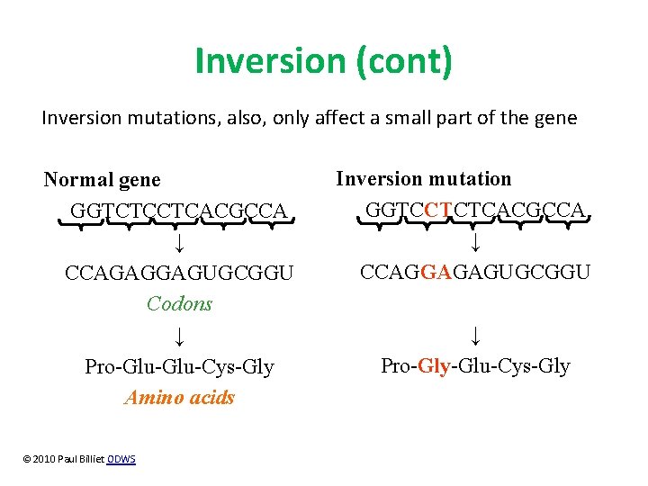 Inversion (cont) Inversion mutations, also, only affect a small part of the gene Normal